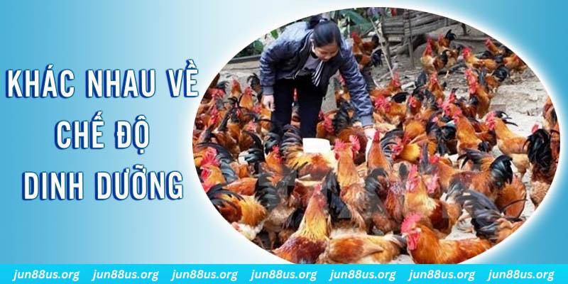 mcw88 xổ số thứ sáu hàng tuần